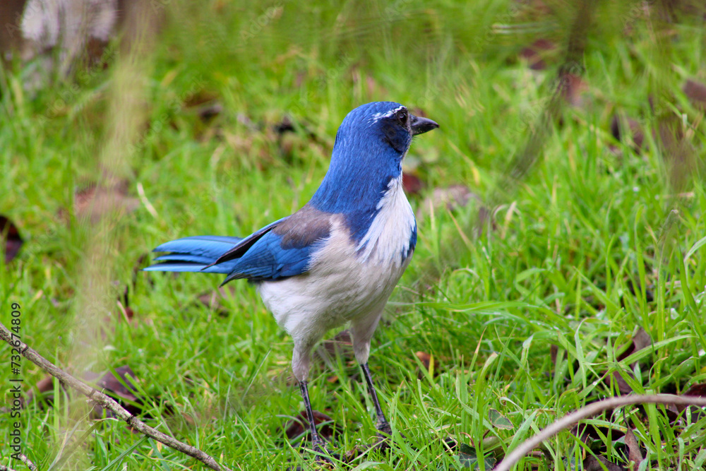 Fototapeta premium Blue Jay in Grass 02