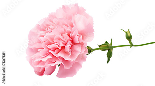 Pink carnation flower isolated on white background. © shabbir