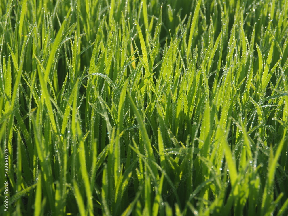 rice farm green background drop and light blur style background sweet rice farm green background drop and light blur style background sweet