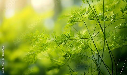 Beautiful spring summer garden light natural background with dill plants. Soft focus style.