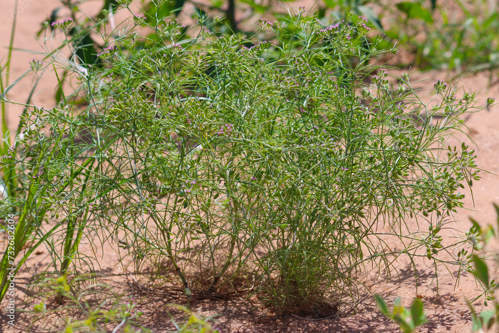 Obraz premium Most popular cumin seeds plant in indian farm or garden,unripped cumin crop dry plants,The most widely used spice is cumin or plant,Carum or Caraway and carvi