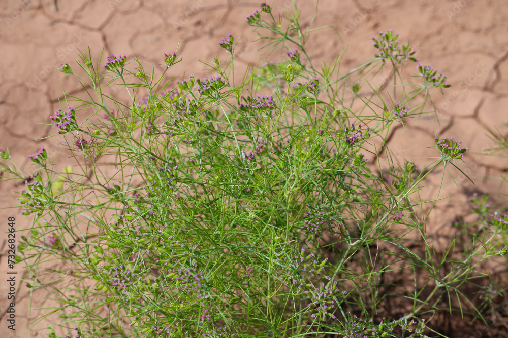 Most popular cumin seeds plant in indian farm or garden,unripped cumin crop dry plants,The most widely used spice is cumin or plant,Carum or Caraway and carvi Most popular cumin seeds plant in indian farm or garden,unripped cumin crop dry plants,The most widely used spice is cumin or plant,Carum or Caraway and carvi