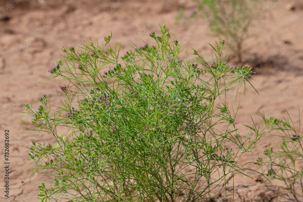 Most popular cumin seeds plant in indian farm or garden,unripped cumin crop dry plants,The most widely used spice is cumin or plant,Carum or Caraway and carvi Most popular cumin seeds plant in indian farm or garden,unripped cumin crop dry plants,The most widely used spice is cumin or plant,Carum or Caraway and carvi