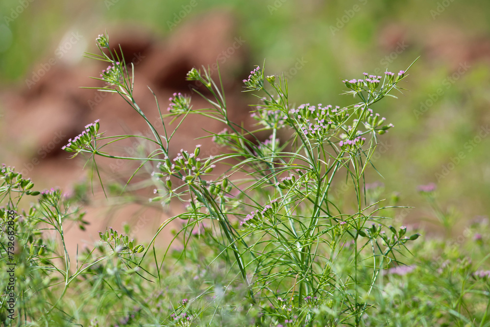 Most popular cumin seeds plant in indian farm or garden,unripped cumin crop dry plants,The most widely used spice is cumin or plant,Carum or Caraway and carvi