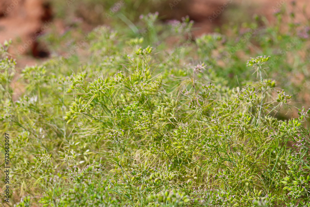 Cumin cultivation and plants,unripped cumin Seeds and Jeera or zira plants,cumin plant or zeera plants,carum Cumin cultivation and plants,unripped cumin Seeds and Jeera or zira plants,cumin plant or zeera plants,carum