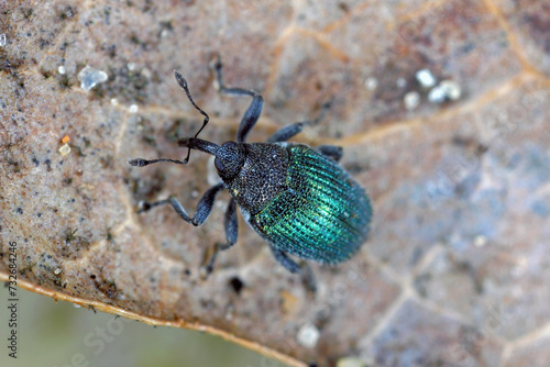 Blue stem weevil (Ceutorhynchus sulcicollis) of beetle from family Curculionidae. This is pest of oilseed plants, witer rape (canola). photo