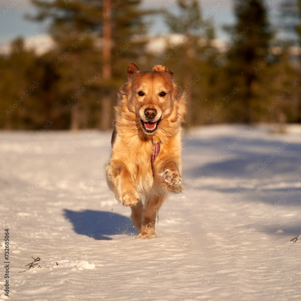 A golden retriever leaps through the air with pure joy, its fur dusted with snow as it bounds across a snow-covered field.
