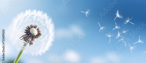 closeup of a dandelion being blown by the wind in spring - blowing ball