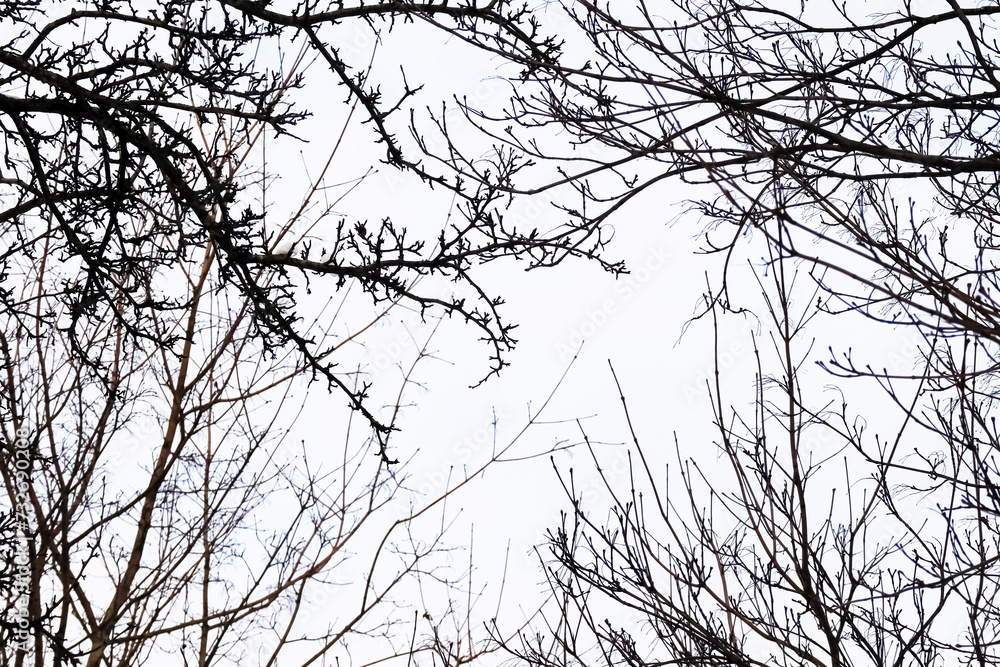 Leafless black branches silhouettes framing the white winter sky from all sides Leafless black branches silhouettes framing the white winter sky from all sides