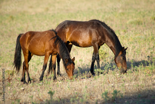 Cavallini bradi della Giara   Equus caballus . Foresta demaniale di Prigionette. Alghero. Sardegna  Italia     Local Caption     Parco regionale di Capo Caccia Porto Conte