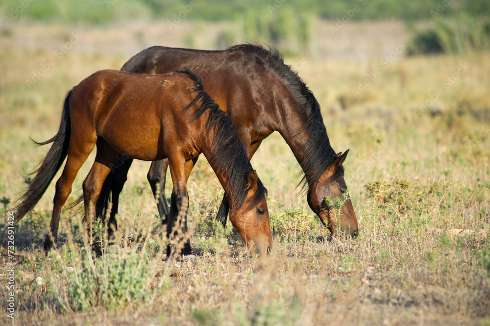 Cavallini bradi della Giara, (Equus caballus). Foresta demaniale di Prigionette. Alghero. Sardegna, Italia *** Local Caption *** Parco regionale di Capo Caccia Porto Conte Cavallini bradi della Giara, (Equus caballus). Foresta demaniale di Prigionette. Alghero. Sardegna, Italia *** Local Caption *** Parco regionale di Capo Caccia Porto Conte