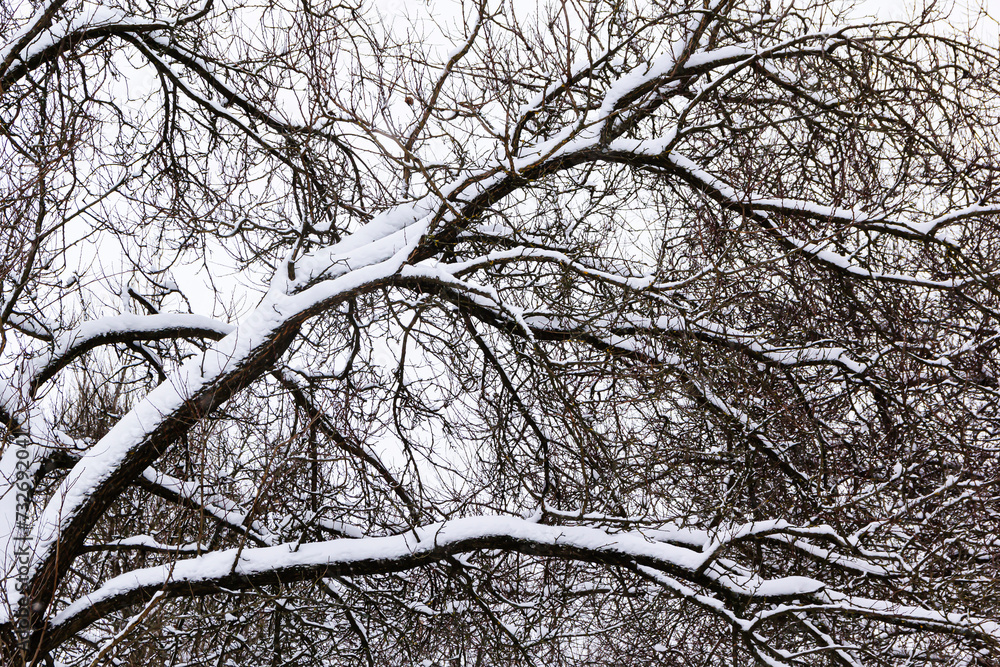 Obraz premium Beautiful winter landscape. View of snow-covered ground