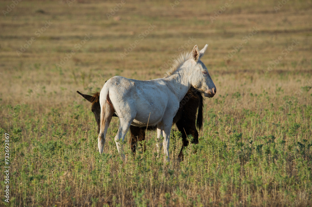Asino dell'Asinara (Equus asinus) dal mantello di colore bianco che si ritiene legato ad una forma di albinismo incompleto. Foresta demaniale di Prigionette. Porto Conte. Alghero. Sardegna. Italia. Asino dell'Asinara (Equus asinus) dal mantello di colore bianco che si ritiene legato ad una forma di albinismo incompleto. Foresta demaniale di Prigionette. Porto Conte. Alghero. Sardegna. Italia.