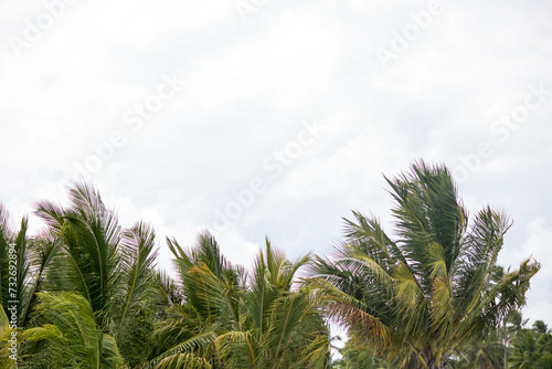 The beauty of the coconut trees in northeastern Brazil  Alagoas and Pernambuco  the contrast of the view with the clouds and the blue sky  the beauty in every detail