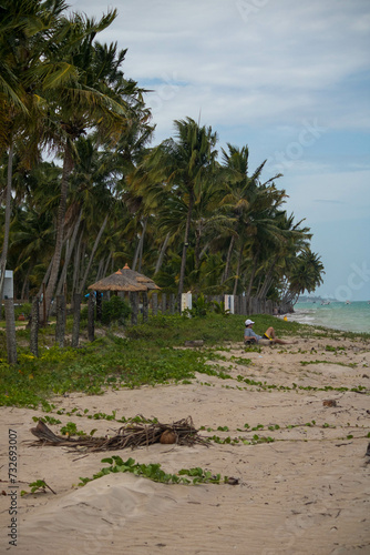 The beauty of the coconut trees in northeastern Brazil, Alagoas and Pernambuco, the contrast of the view with the clouds and the blue sky, the beauty in every detail