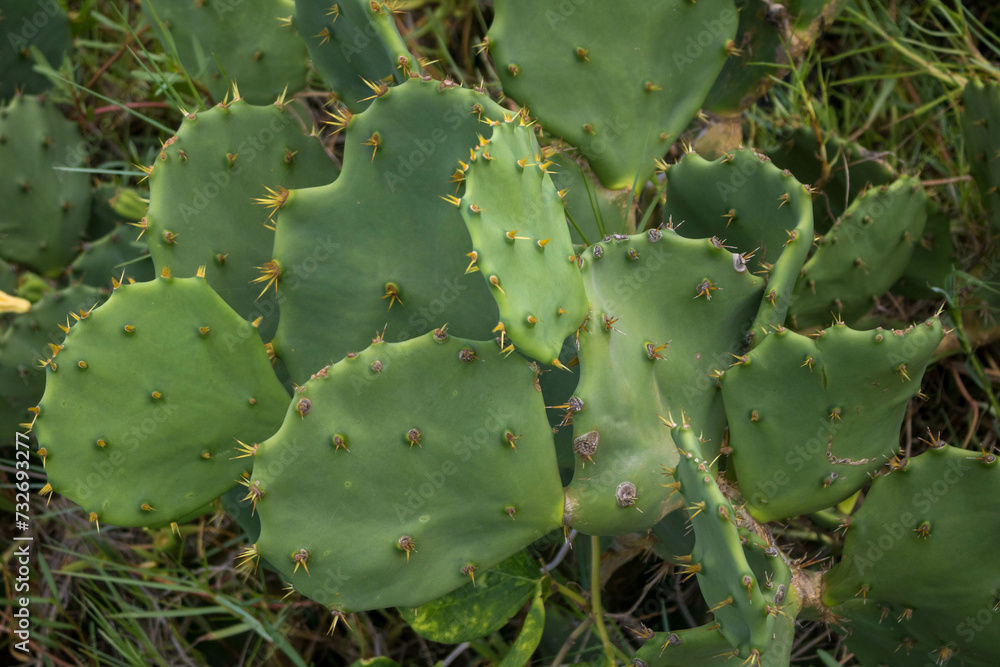 where plants such as cacti (mandacaru, xique-xique and facheiro), bromeliads and legumes (catingueiras, juremas and anjicos)³ stand out. Trees that store water, such as the barriguda and umbuzeiro, ar where plants such as cacti (mandacaru, xique-xique and facheiro), bromeliads and legumes (catingueiras, juremas and anjicos)³ stand out. Trees that store water, such as the barriguda and umbuzeiro, ar