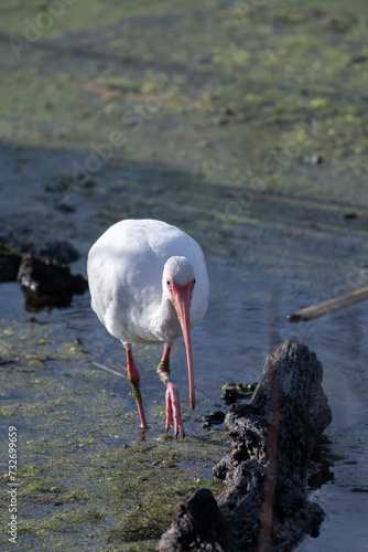 White Ibis walking through marshes in Brazos Bend State Park, Texas