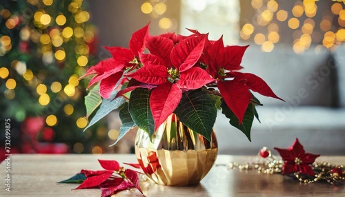 red christmas star poinsettia flowers in gold vase on the table in living room in holiday lights background