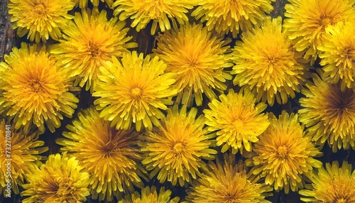 background of many yellow dandelion flowers view from above