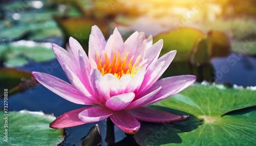 beautiful pink lotus flower with a green leaf in the pond a pink lotus water lily blooming on the water magical spring summer dreamy background