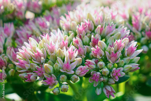 Sedum. A pink flower. A genus of succulents, the Tolstyanaceae family. A greeting card. Gardening photo