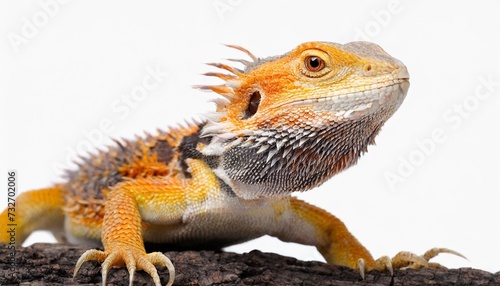 bearded dragon lizzard isolated on white background as transparent png animal