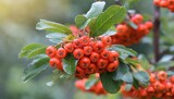 scarlet firefly pyracantha coccinea a deciduous shrub of the rosaceae family a thorny evergreen with red fruits in a natural habitat on a blurred background
