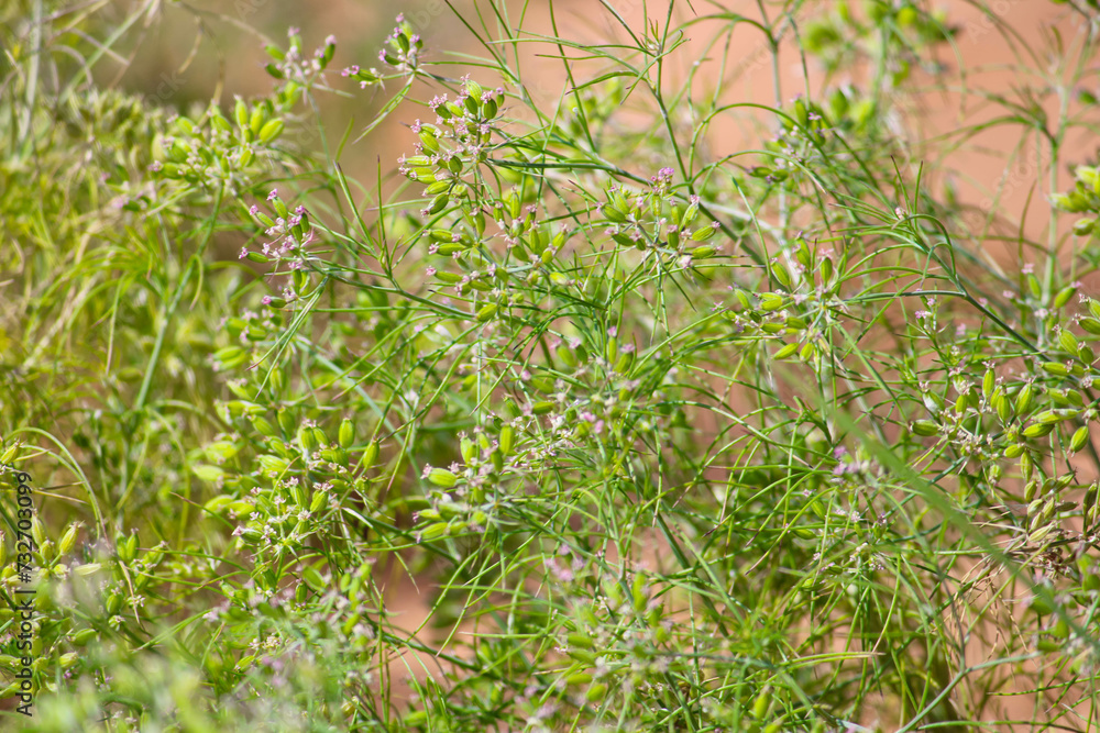 cumin seed plants on man hands isolated white background,cumin plants and cumin seed on man hands beautiful view,agriculture of cumin seed,isolated cumin seed cumin seed plants on man hands isolated white background,cumin plants and cumin seed on man hands beautiful view,agriculture of cumin seed,isolated cumin seed