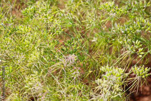 cumin (zira) on a farm in Gujarat India,Cumin cultivation and plants,most popular cumin seeds plant in indian farm or garden,agriculture of cumin seed,isolated cumin seed