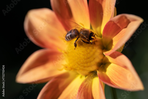 close-up of a bee pollinating a flower and making honey. © Tsyb Oleh