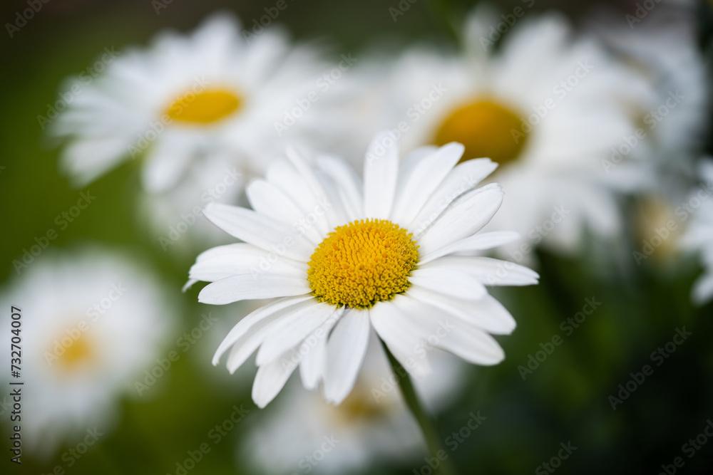 Obraz premium beautiful white chamomile flowers grow in the field