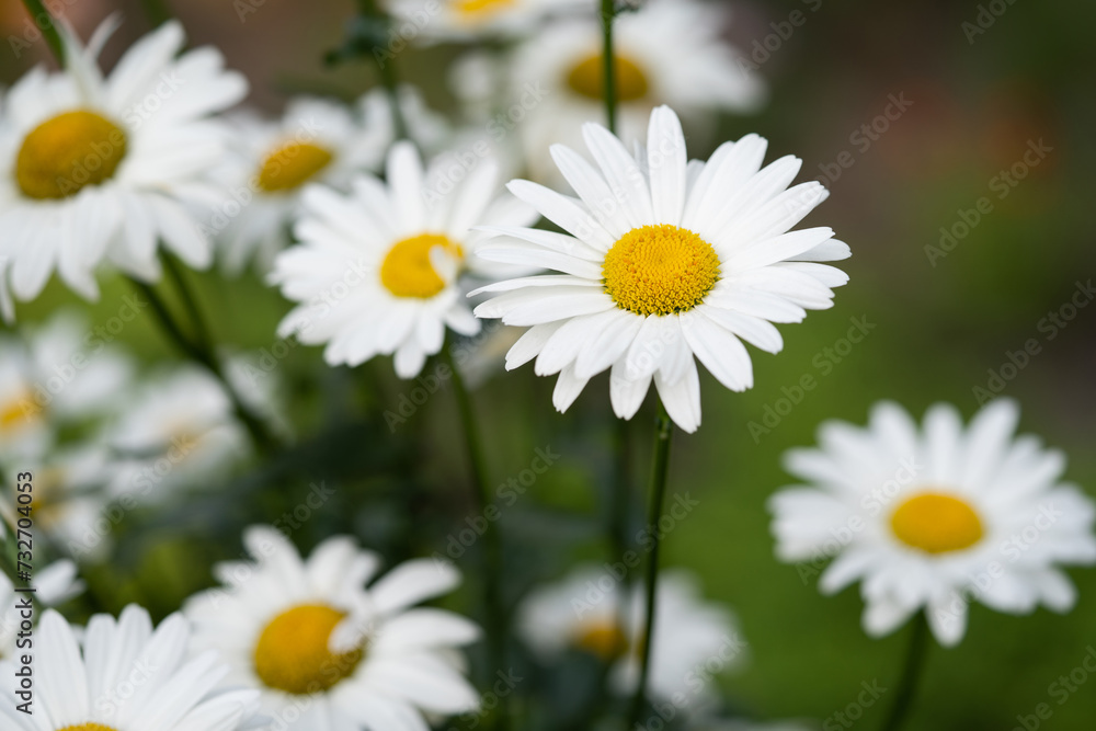 beautiful white chamomile flowers grow in the field beautiful white chamomile flowers grow in the field