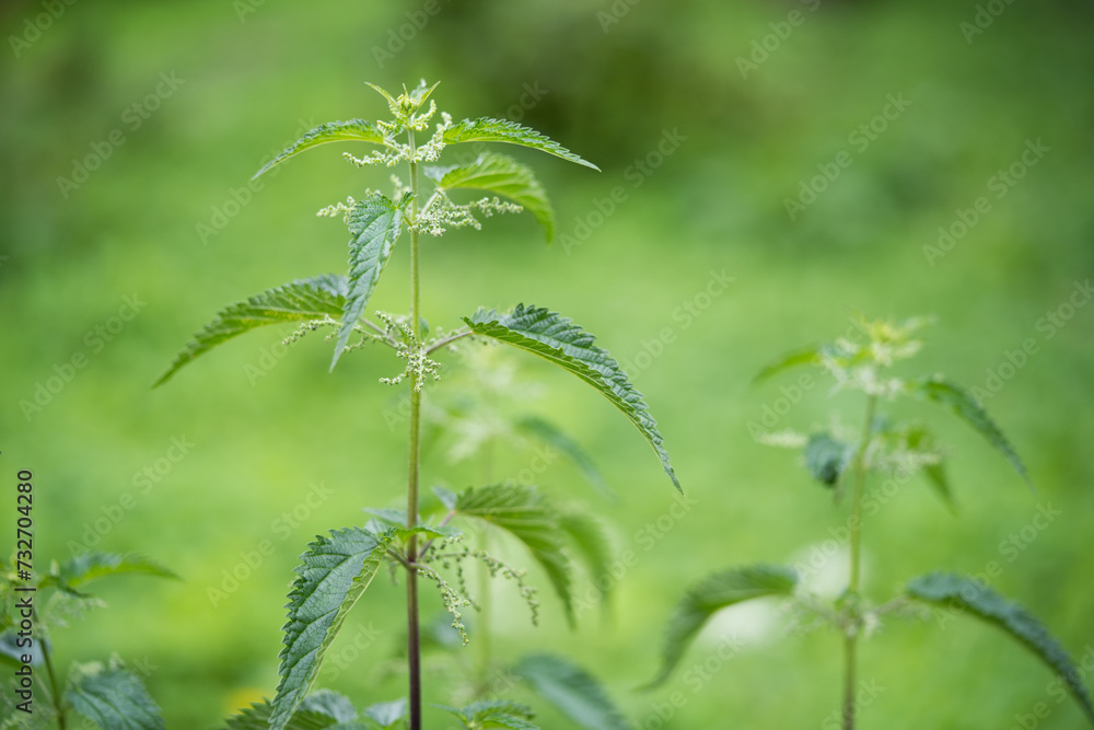 beautiful green nettle plant in sunlight outdoors beautiful green nettle plant in sunlight outdoors