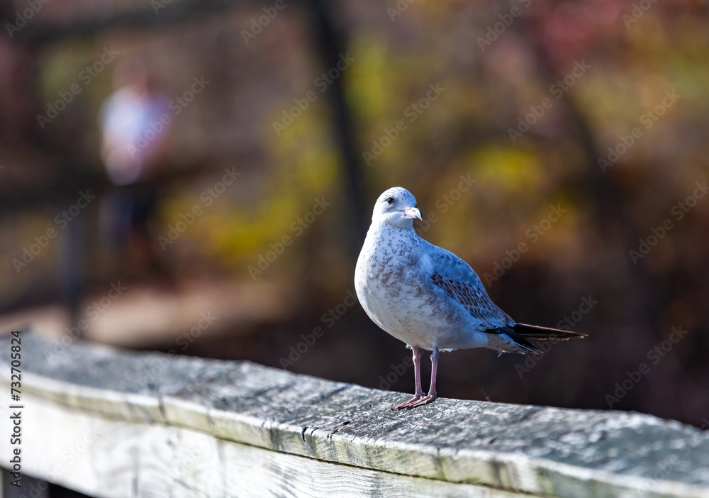 The ring-billed gull (Larus delawarensis), bird resting on the railing of a wooden pier on a lake The ring-billed gull (Larus delawarensis), bird resting on the railing of a wooden pier on a lake