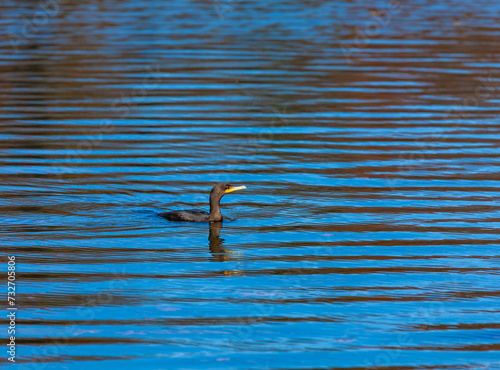 The double-crested cormorant (Nannopterum auritum), bird fishing in a lake in New Jersey, USA photo