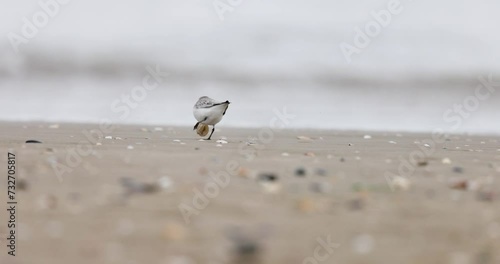 Sanderling (Calidris alba) small wading bird on the Adriatic Sea coast in winter.
