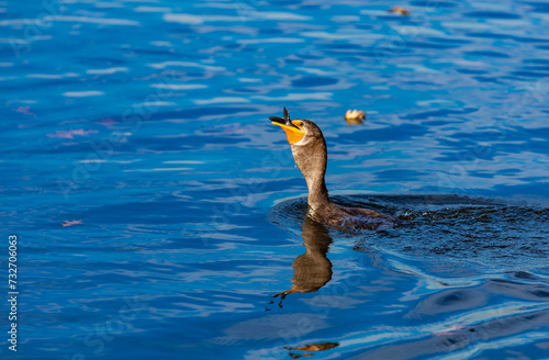 The double-crested cormorant (Nannopterum auritum), bird fishing in a lake in New Jersey, USA