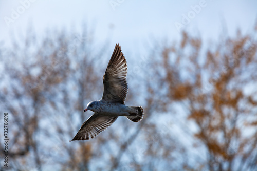 The ring-billed gull (Larus delawarensis), a bird flies against the sky above a lake in New Jersey