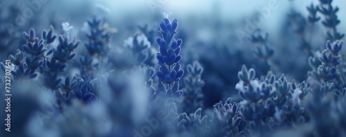 Close-up of a lavender field © Georgina Burrows