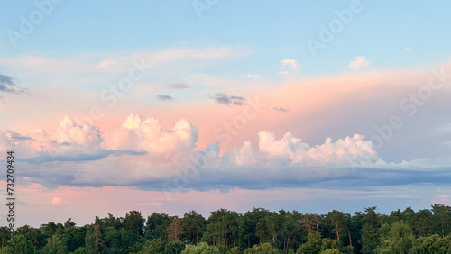 Tranquil pine forest with sky and remnants of sunset, perfect for relaxation and nature concepts.