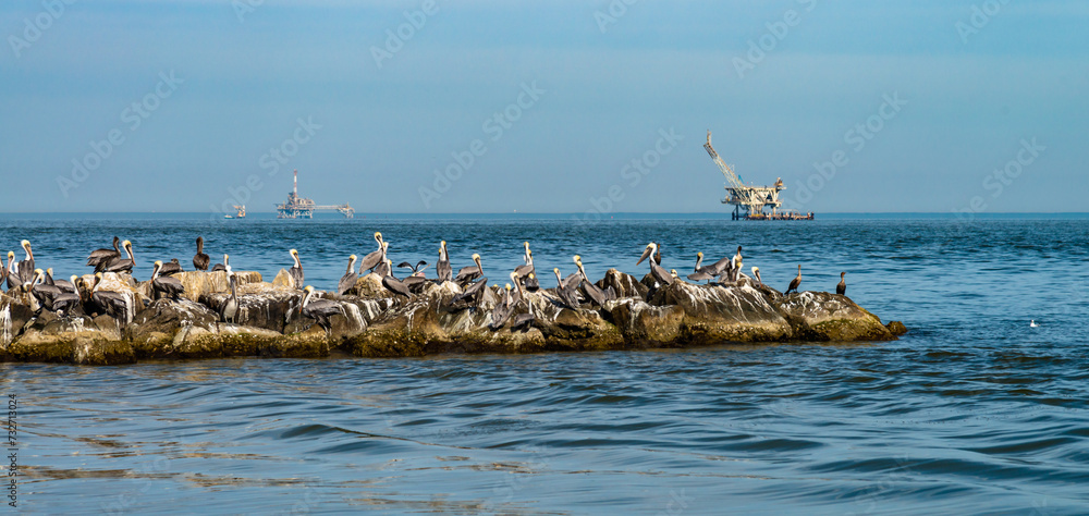 A large flock of pelicans rests on a rock pier in the Gulf of Mexico, Alabama