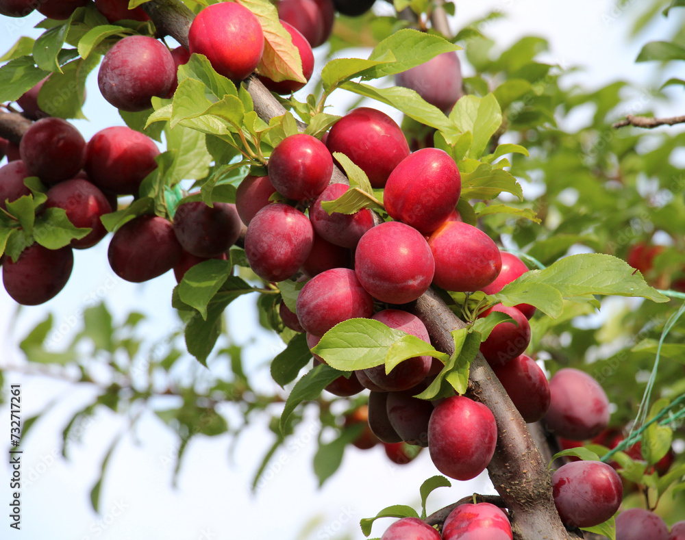 On the branch of the tree ripe plums with pink color of the fruit. On the branch of the tree ripe plums with pink color of the fruit.