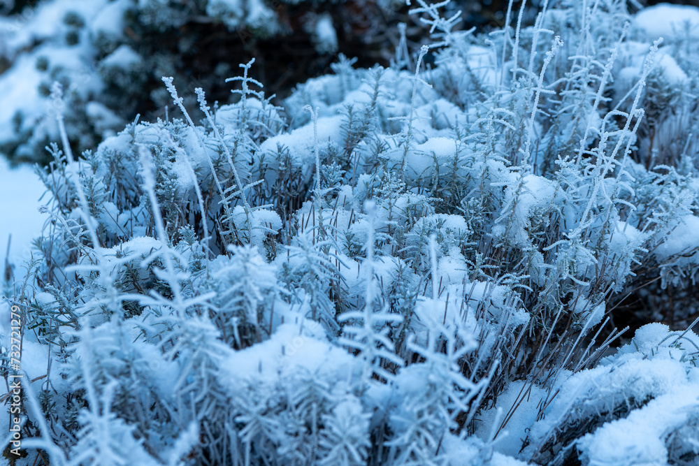 frozen plants covered with snow frozen plants covered with snow