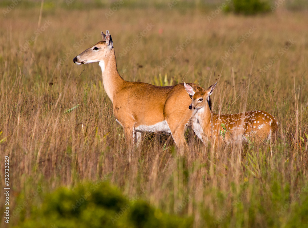 Obraz premium A white-tailed doe and her spotted fawn stand in a field. The morning sun gives a golden glow to the fur. Photographed in Kissimmee Prarie Preserve in Florida. 