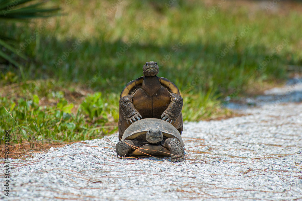 Sequence 5 of the gopher tortoise's mating ritual shows a headlong view ...