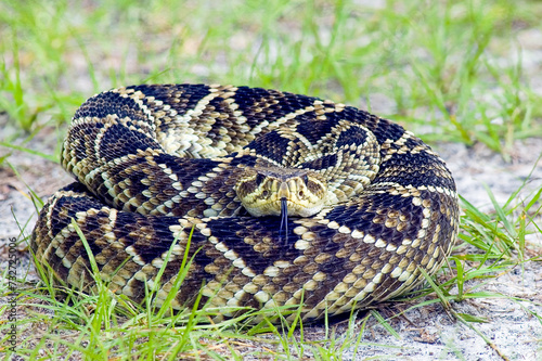 A coiled eastern diamondback rattlesnake, Crotalus adamanteus,   looking straight at the camera, its forked tongue extended. The forked tongue has no taste buds but is used to detect scent trails.  
