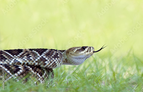 A beautiful portrait of a coiled eastern diamondback rattlesnake,  Crotalus adamanteus, with its forked tongue out.  photo
