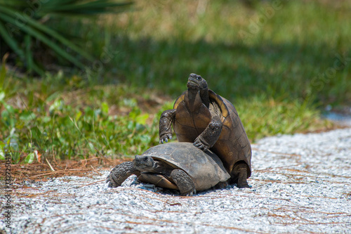 Sequence four of a series on the mating ritual of the gopher tortoise. The male circles back around the female and mounts her. A large male will mate with more females than a smaller male.  photo