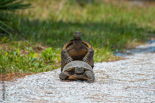 Sequence 5 of the gopher tortoise's mating ritual shows a headlong view of the male mating with the female. Gopher tortoises are polygamous, and one clutch of eggs may have multiple fathers.  photo