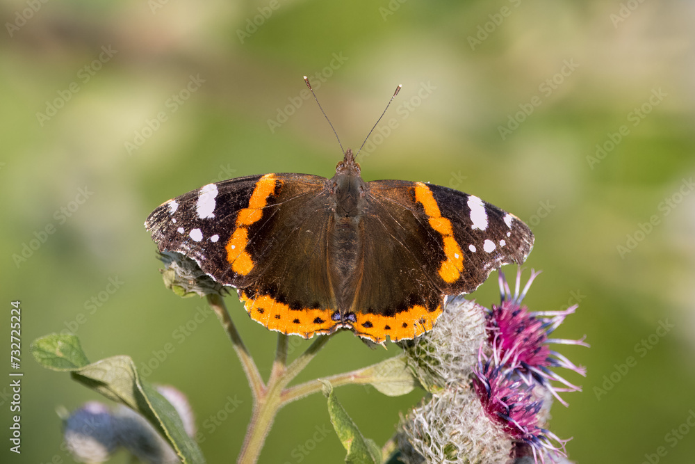 A red admiral sits on the bur flower between other bur flowers on a sunny summer day. Close-up portrait of a red admiral with green background and copyspace. A red admiral sits on the bur flower between other bur flowers on a sunny summer day. Close-up portrait of a red admiral with green background and copyspace.